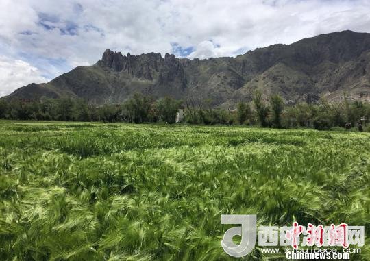 2017年西藏青稞總產(chǎn)量達到79萬噸，占糧食總產(chǎn)量的77%。圖為西藏青稞?！⊥跤窳?攝