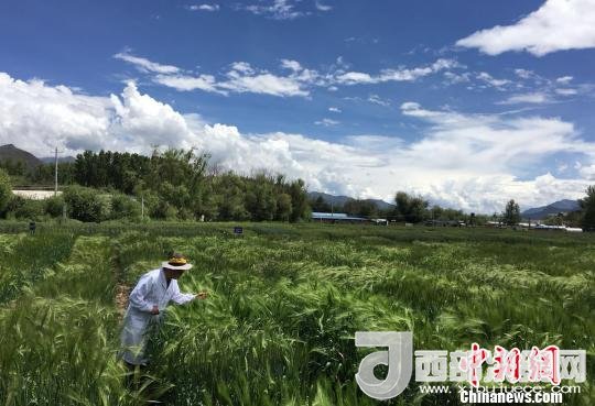 西藏與9家國家重點實驗室合力促青稞增產(chǎn)、牦牛育肥
