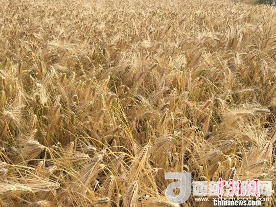 2017年西藏青稞種植面積達210多萬畝，占糧食播種面積的75%。圖為成熟期的青稞?！⊥跤窳?攝