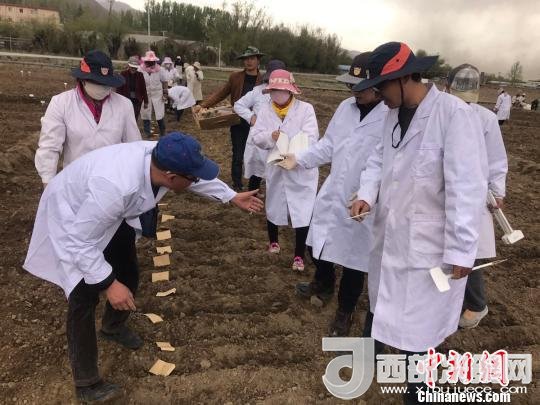 圖為研究員實地調(diào)研青稞生長土壤。　王玉林 攝