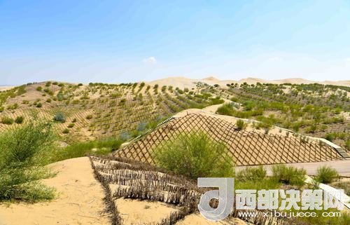 達拉特旗庫布其沙漠染綠。吳勇攝