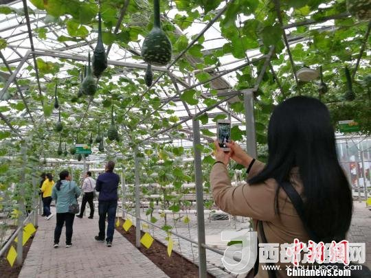 山西省郵政管理局積極推動“一市一品”農特產品進城項目。 資料圖 楊杰英 攝