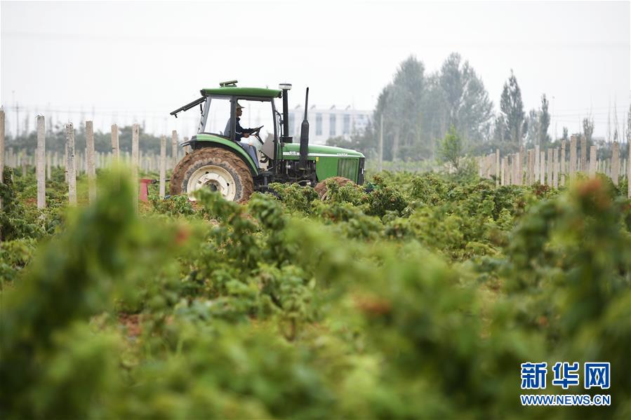 （壯麗70年·奮斗新時(shí)代——共和國發(fā)展成就巡禮·圖文互動(dòng)）（10）生態(tài)美、百姓富——品讀嶄新“寧夏畫卷”