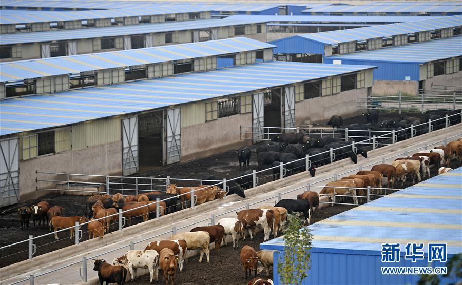 （壯麗70年·奮斗新時(shí)代——共和國發(fā)展成就巡禮·圖文互動(dòng)）（11）生態(tài)美、百姓富——品讀嶄新“寧夏畫卷”