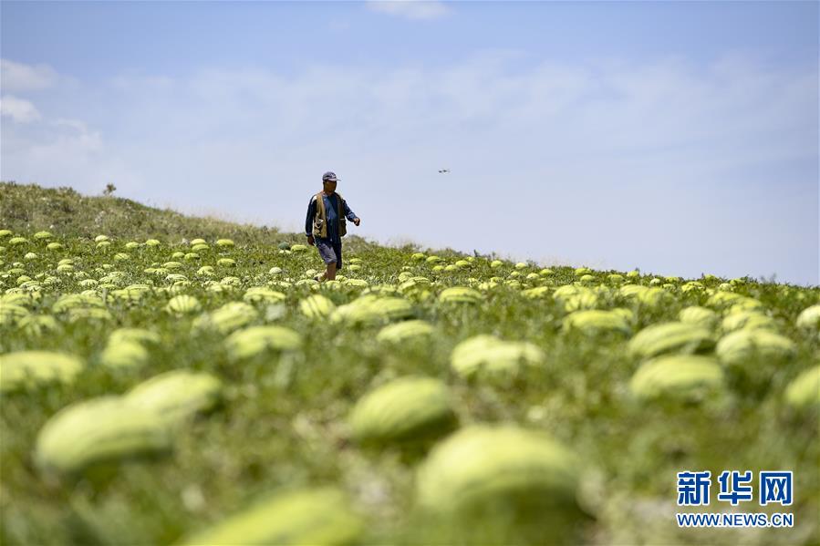 （壯麗70年·奮斗新時(shí)代——共和國發(fā)展成就巡禮·圖文互動(dòng)）（4）生態(tài)美、百姓富——品讀嶄新“寧夏畫卷”