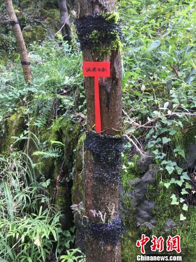 貴州同威生物科技有限公司鐵皮石斛種植?！≈軏?攝