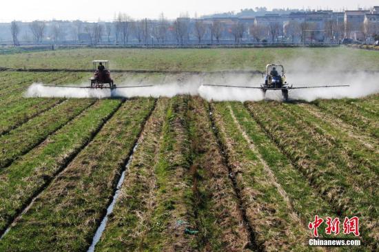 2月20日，南京湖熟街道現(xiàn)代農(nóng)業(yè)示范園區(qū)內(nèi)，工作人員駕駛自走式噴霧機(jī)給小麥噴灑除草劑。泱波 攝