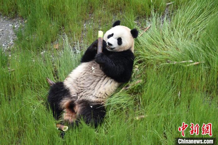 九寨溝熊貓園里的大熊貓?！【耪瘻峡h委宣傳部提供 攝