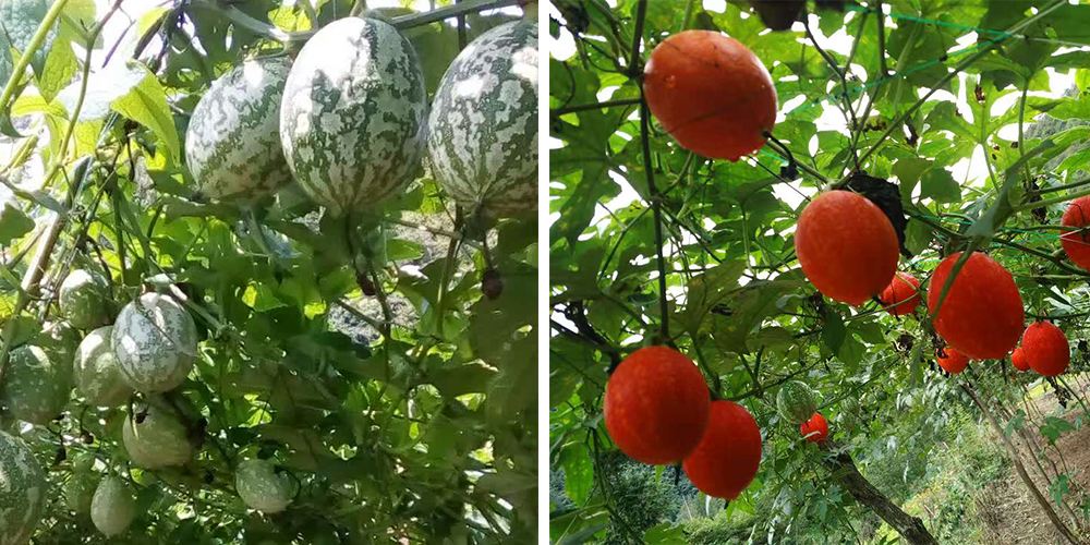 左為處于生長(zhǎng)期的吊瓜，右為成熟的吊瓜（圖源西鄉(xiāng)縣宣傳部）