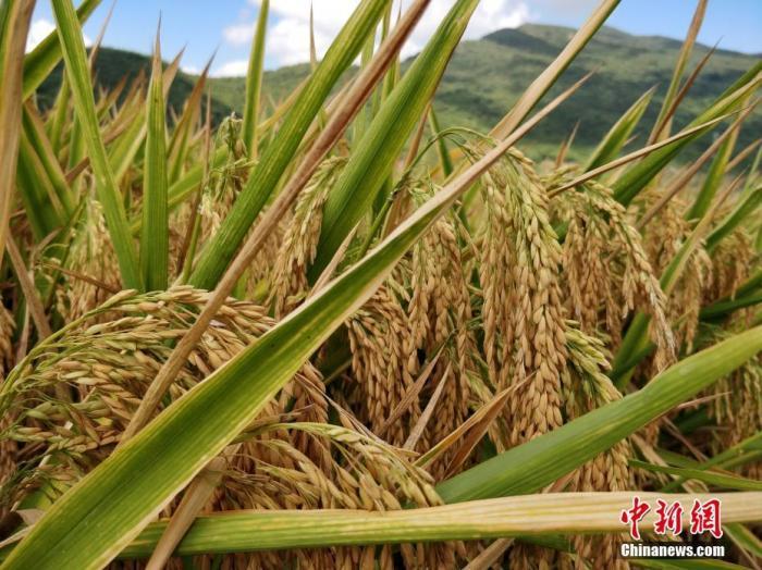 水稻資料圖。<a target='_blank'  data-cke-saved- >中新社</a>記者 王曉斌 攝